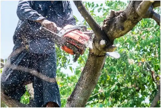 tree services Orangeville